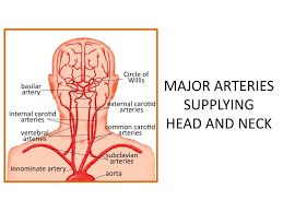 The blockage increases your risk of stroke, a medical emergency that occurs when the blood supply to the brain is interrupted or seriously reduced. Ppt Major Arteries Supplying Head And Neck Powerpoint Presentation Free Download Id 2030083