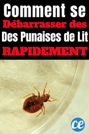 epingle sur anti insectes et anti parasites