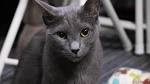 Russian Blue - Wikipedia