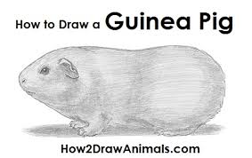 How To Draw A Guinea Pig So, i guess this is 3 3/4 x 3 3/4 inches, and has permanent sticky fixers on the back for easy sticking to your door, or any this cute guinea pig painting is a featured illustration in the guinea pig guide, a downloadable. how to draw a guinea pig
