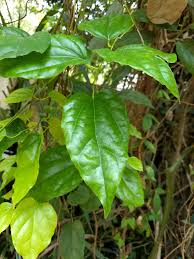 Image result for Tiliacora