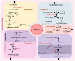 Image result for Stroke Pathophysiology
