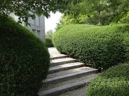 Great savings & free delivery / collection on many items. 17 Ligustrum Ideas Plants Hedges Shrubs