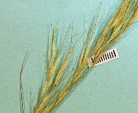 Image result for Aristida diminuta