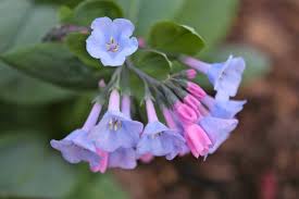 Here are nine of the wildflowers native to the state: Virginia Bluebells Flowers Seeds Mertensia Virginica Native Perennial Caribbeangardenseed