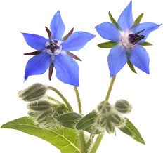 Image result for Borago officinalis