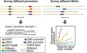 Also, as we'll see the main method of estimating the value of series will come out of this discussion. Versatile Multi Transgene Expression Using Improved Bac Tg Embed Toolkit Novel Bac Episomes And Bac Magic Biorxiv