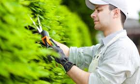 Trim the branch to half but remember to trim it 2 above the nodes. Do It Now Or Later The Best Time To Trim Your Garden Hedge Smart Tips