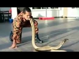 Panjang ular ini bisa mencapai 8 meter dan memiliki berat sekitar 250 kg. Video Ular Kobra Di Dunia