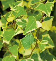 Image result for Senecio viminalis