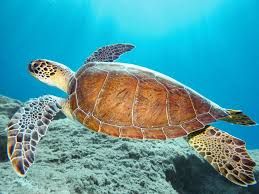 Image result for turtle