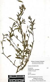 Image result for Polygonum aviculare