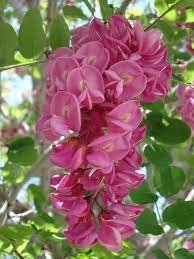 Black locust trees are native to north america, and some examples can be found growing to heights of over 80 feet, though they typically grow to the flowers of this tree contrast the foliage nicely, in rich shades of pink and purple. Purple Robe Locust Facilities