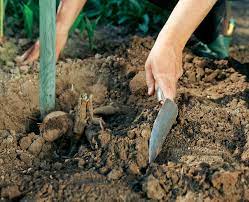 Dahlien sollten so tief gepflanzt werden, dass der wurzelhals dicht unter der oberfläche liegt und die schnittstelle des alten. Dahlien Pflanzen Schritt Fur Schitt Anleitung Mein Schoner Garten