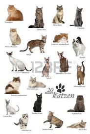 Stock Photo Catbreeds Cat Breeds Poster In German Stock Photo Black Cat Breeds Cat Breeds Popular Cat Breeds