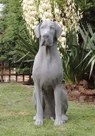 Blue merle female, ready this weekend, 10/3, up to date on shots and deworming, akc registered, parents on site, mom is blue 140lbs and. A Full Grown Blue Great Dane 3 Them Can T Wait To Get One Merle Great Danes Blue Great Danes Dane Dog