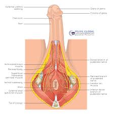 Image result for Pudendal Block