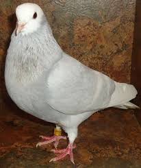 Birds For Sale In Ohio Birmingham Roller Pigeons For Sale Kus