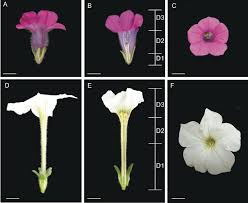 Image result for Petunia axillaris