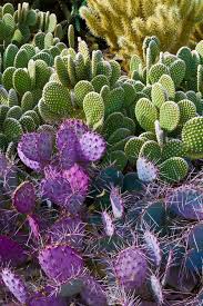 Cactus Garden At The Desert Botanical Gardens Phoenix Valerie Millett Cactus Garden Desert Garden Desert Botanical Garden