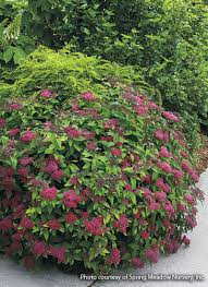 Check spelling or type a new query. Your Guide To Spirea Garden Gate