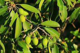 Image result for Mimusops zeyheri