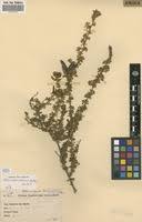 Image result for Adenocarpus mannii