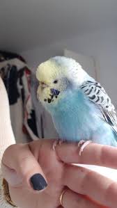 Pietje Fffffffffffff Brahma Chickens Muhabbet Kuslari Hayvanlar Kus