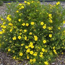 Watered it weekly, which might not have been enough. Goldfinger Potentilla Naturehills Com