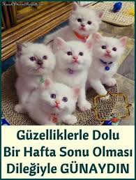 Super Anne Adli Kullanicinin Benim Pinim Panosundaki Pin Puma Ve Gunaydin Sozleri