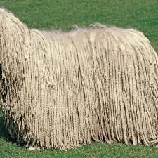 Image result for Komondor