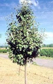 Healthy trees produce healthy fruit. Landscaping With Pear Trees Evansville Lawn Landscape