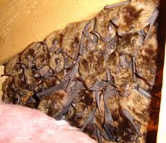 Maybe you would like to learn more about one of these? Pictures Of Bats Bat Photos Taken In Massachusetts