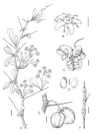 Image result for Putterlickia verrucosa