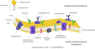 Cell Membrane Structure Images Stock Photos Vectors