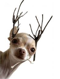 Eye For Design Decorating With Antlers Rustic And Elegant Animals Cute Animals Cute Dogs