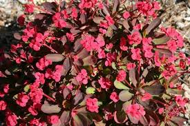 Image result for Euphorbia