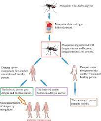 Recovery generally takes two to seven days. The Regulation Requirement Of Dengue Vaccines Intechopen