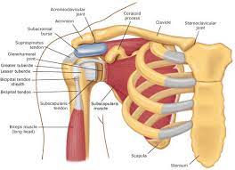 Diagram of shoulder and arm. Shoulder Pain Tewantin Noosa Sunshine Coast Qld Noosa Life Chiropractic And Massage