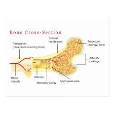 Drawing of a kidney cross section. Bone Cross Section Cartilage Bone Ossification The Histology Guide Brodieharrisondirect