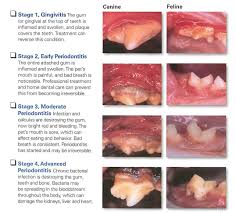 Dental Beverly Hills Small Animal Hospital Dental Health