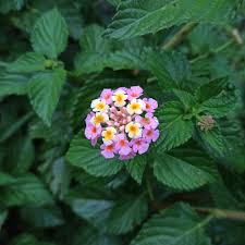 Image result for Verbenaceae