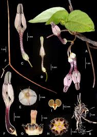 Image result for Ceropegia abyssinica