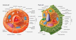 → difference between animal cell and plant cell. Ncert Class 9 Science The Fundamental Of Life Structure Of Cell