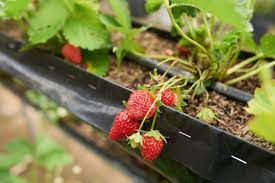 Mulching is a big advantage when growing strawberries and straw is the obvious choice. How To Grow Strawberries Thompson Morgan