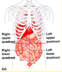 The quadrants are referred to as the left lower quadrant, left upper quadrant, right upper quadrant and right lower quadrant. Human Body Orientation Lecture Flashcards Easy Notecards