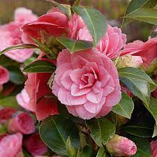 Camellia Seeds 50 Pieces Bag Camellia Flowers Flower Seeds Etsy Planting Flowers Camellia Plant Flowers