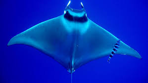 Eagle rays, shark and permit school. Spine Tailed Devil Ray Sharks Mango
