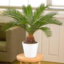 Check spelling or type a new query. How To Grow Sago Palm Hgtv