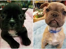French bulldog puppies salem oregon. 2 French Bulldog Puppies Stolen From Greensboro Pet Store Journalnow Com